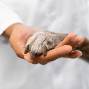 Veterinary Basics