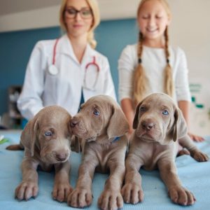 Veterinary Mastery Program